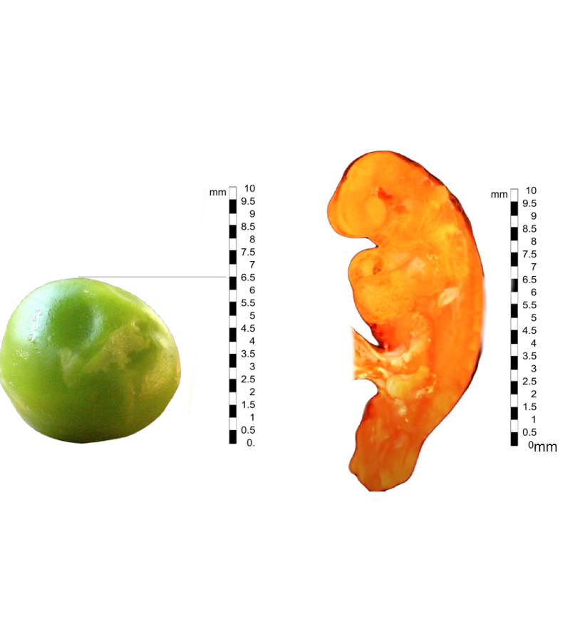 Green Pea vs. 6 Week Embryo